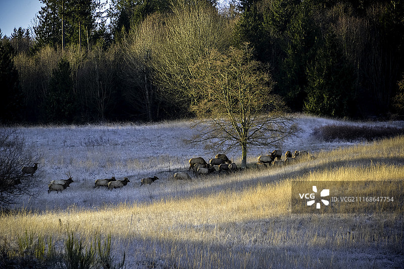 美国安吉利斯港东部图片素材