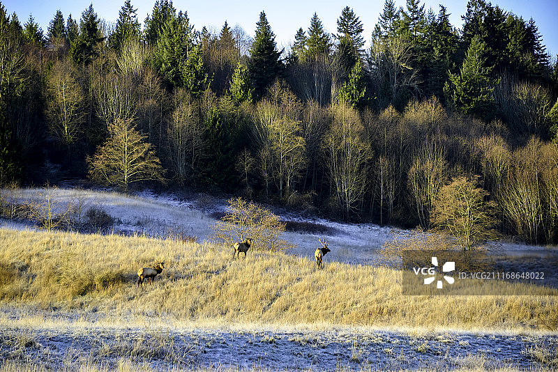 森林和草地上三只麋鹿的景色图片素材