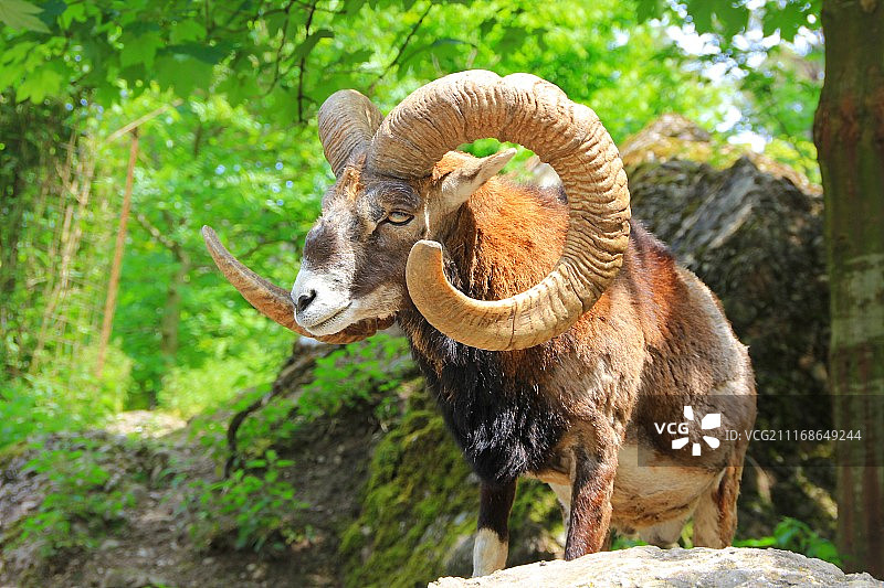 岩石上的摩羯图片素材