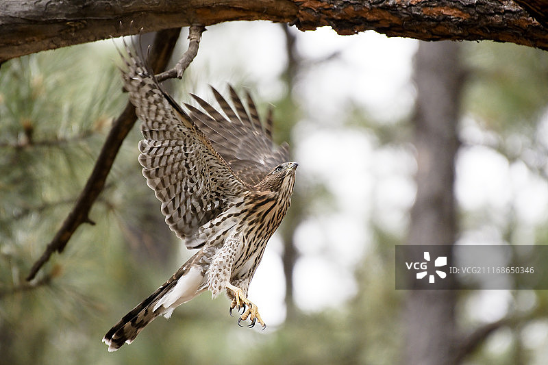 库珀鹰起飞图片素材