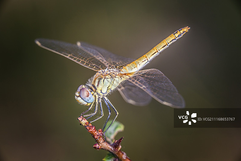 Lib Lula Del Pirineo Aragon S图片素材