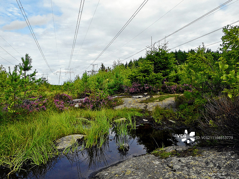 灌木景观图片素材