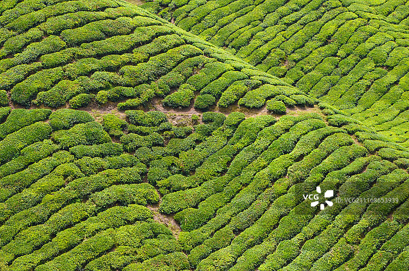 金马仑高原茶园图片素材