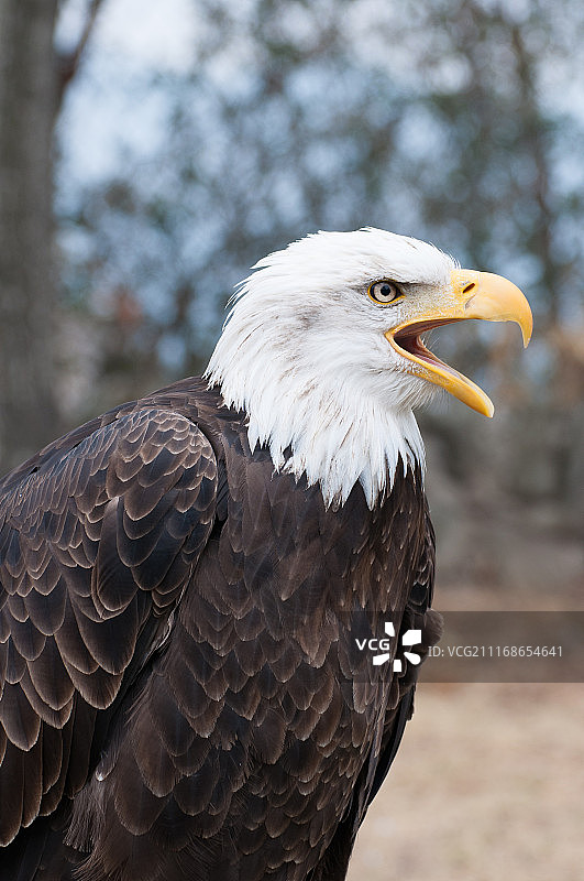 美洲秃鹰图片素材