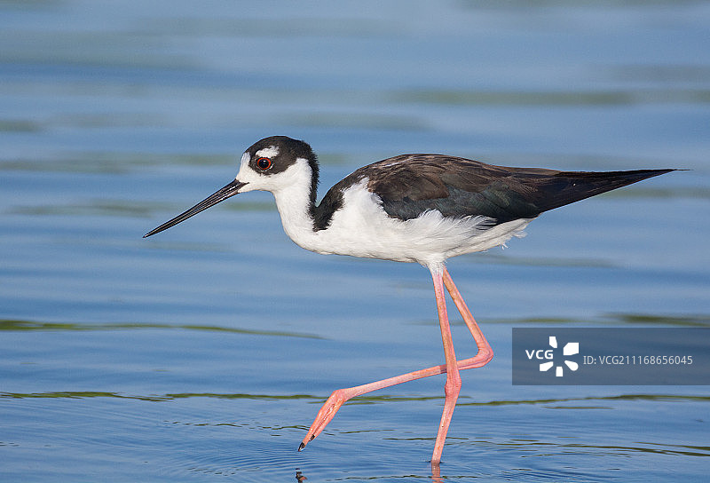 黑颈长脚鹬图片素材