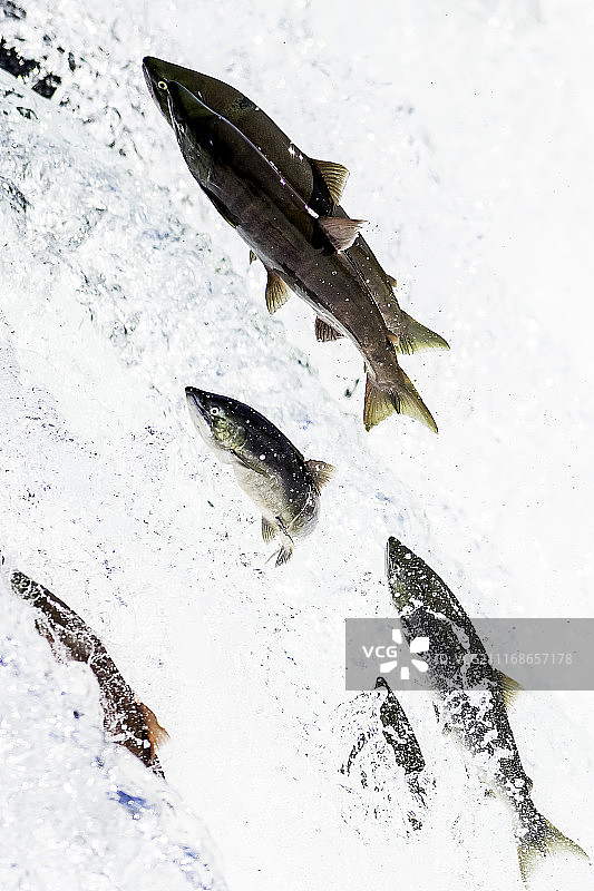 鲑鱼在河中跳跃的景象图片素材