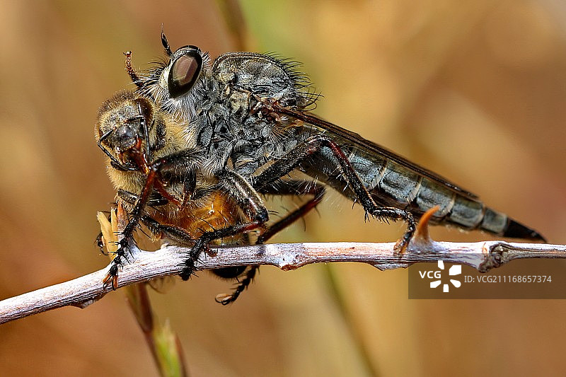 Cmurder Xcm图片素材