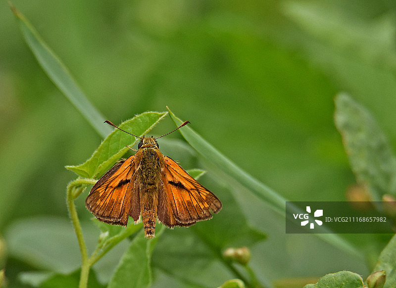 植物上蝴蝶特写镜头图片素材