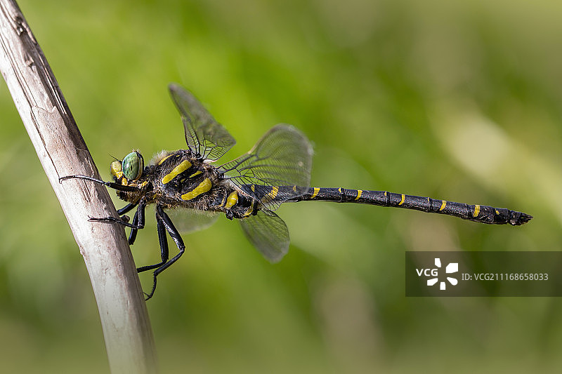 Pavel Hajer摄影作品图片素材