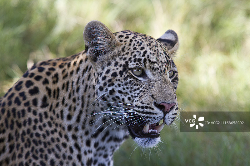豹（Panthera pardus）站立远望特写图片素材