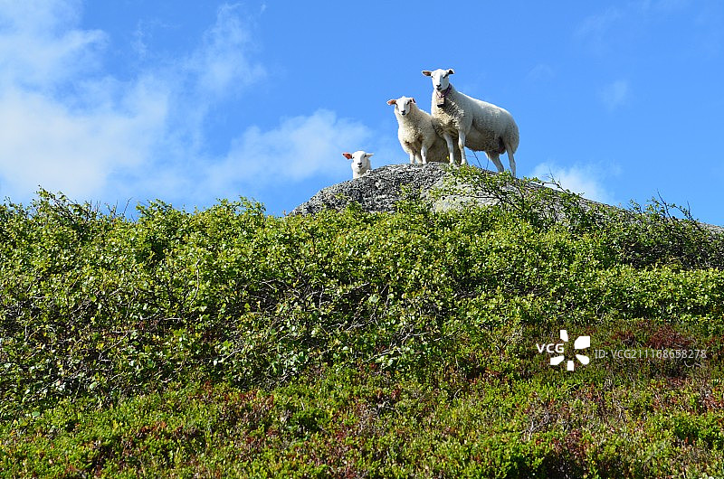 低角度看山坡上的绵羊图片素材