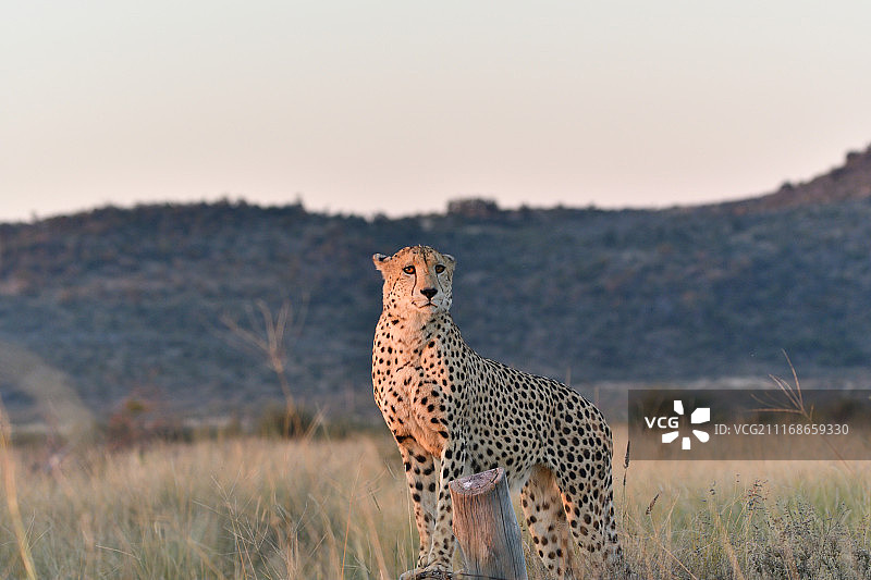 猎豹站立并扫描稀树草原图片素材