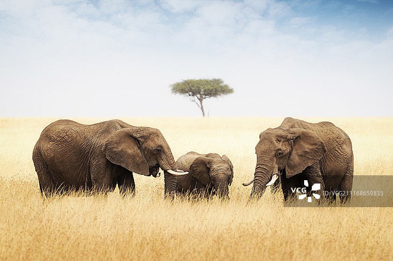 非洲高中的三只大象图片素材
