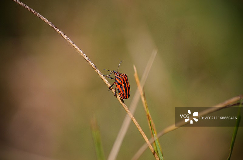 摄影图像图片素材