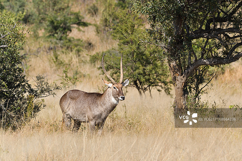 萨凡纳水羚图片素材