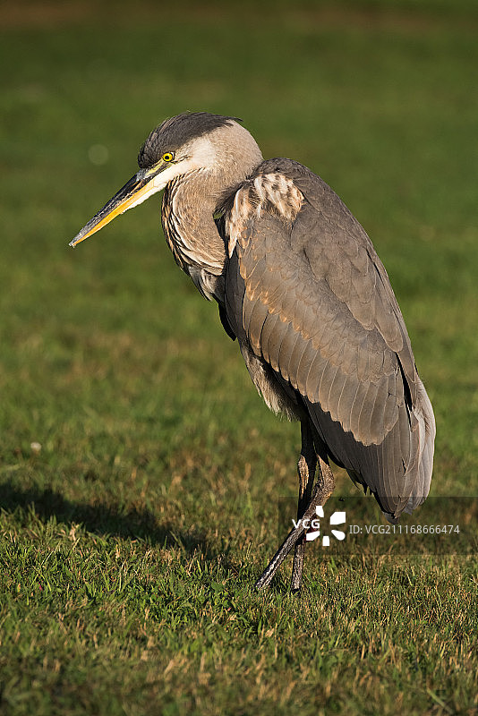 苍鹭肖像图片素材