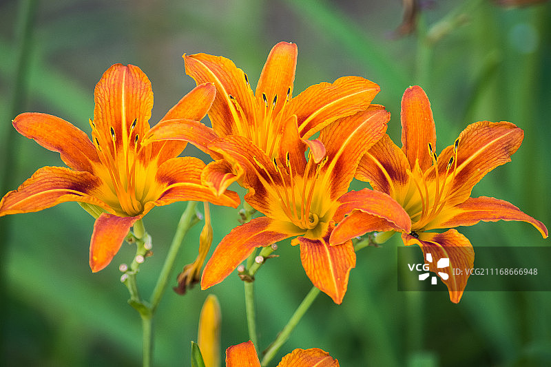 盛开的鲜花特写图片素材