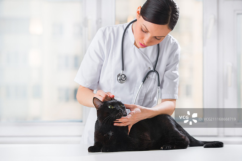 兽医诊所检查猫的耳朵图片素材