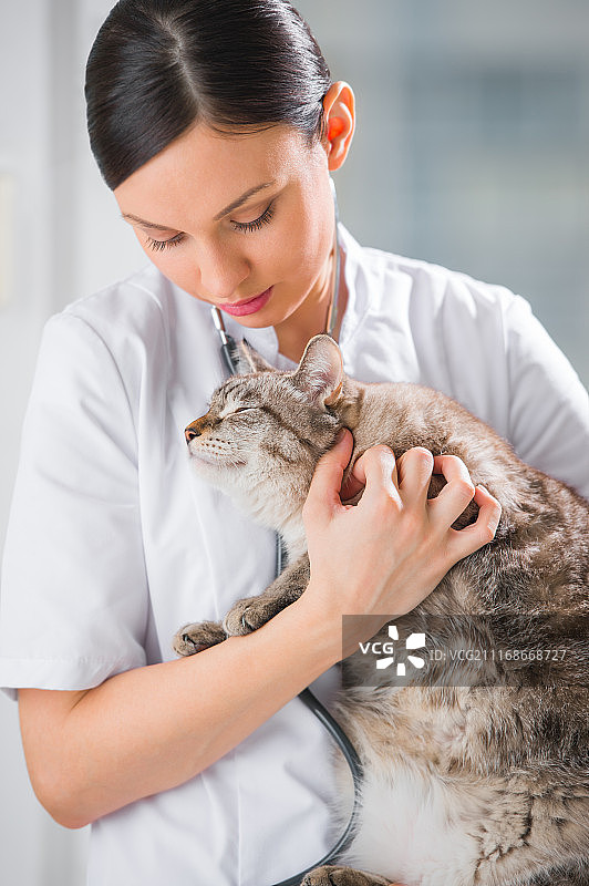 兽医在诊所抱着并安抚猫图片素材