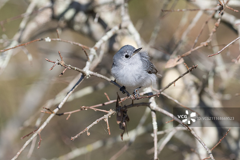 蓬松的蓝灰色小嘲鸫图片素材