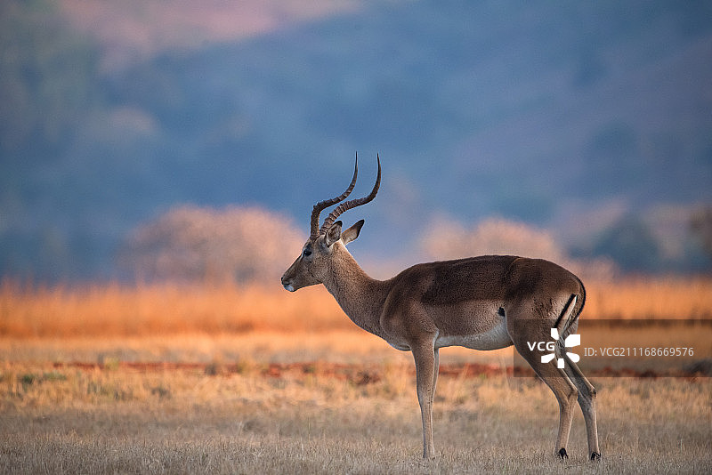 斯威士兰的黑斑羚图片素材
