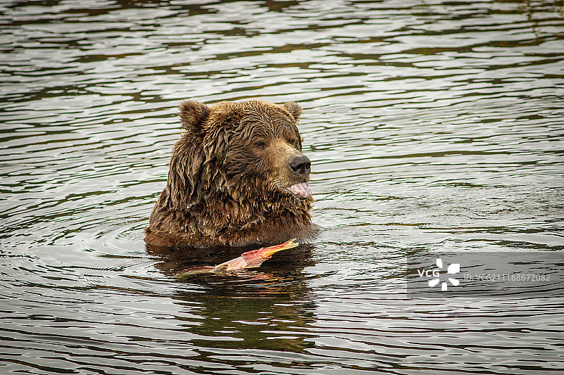 阿拉斯加卡特迈国家公园里吃鲑鱼的巨熊图片素材