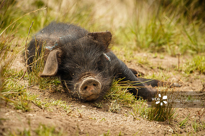 厄瓜多尔：享受户外的小黑猪图片素材