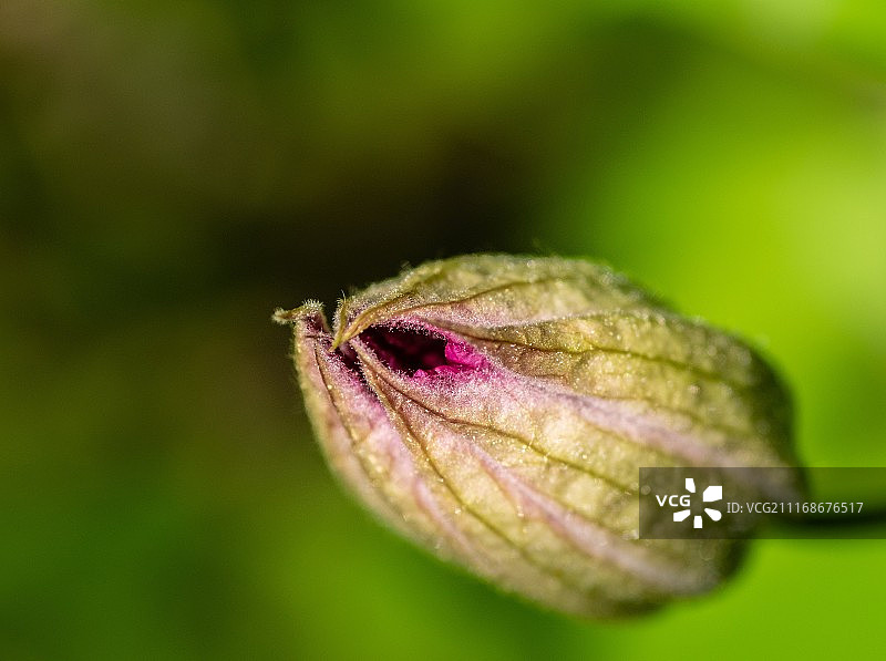 粉色铁线莲1图片素材