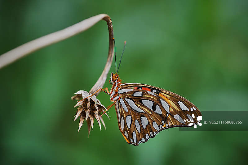 海湾蛱蝶图片素材