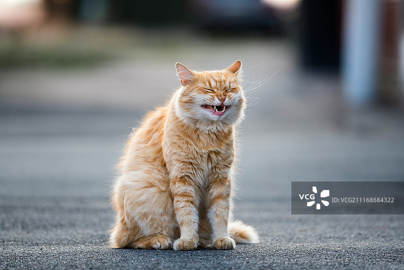 快乐的猫图片素材