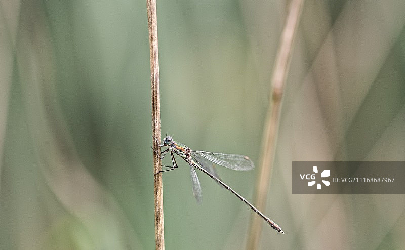 独自的蜻蜓图片素材