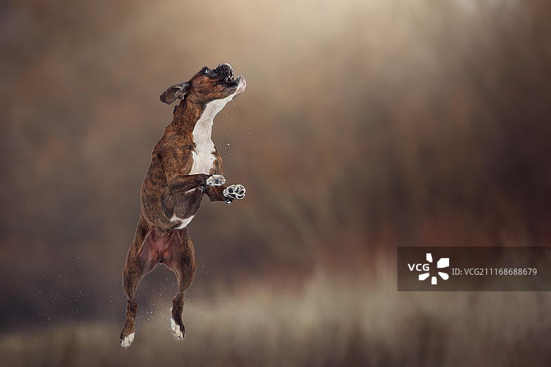 冬季乐趣图片素材