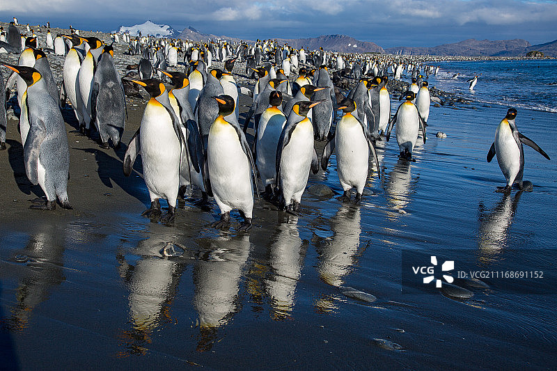 格里特维肯，南乔治亚岛和南桑威奇群岛图片素材