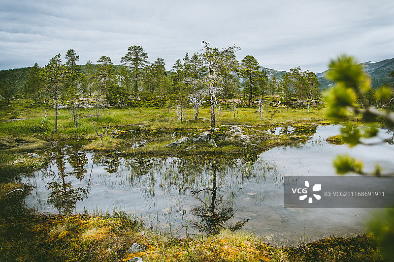 北极苔原图片素材