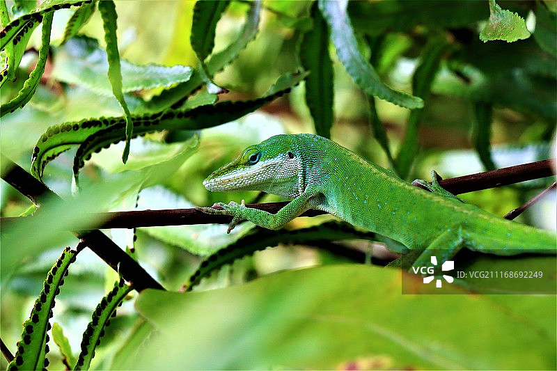 绿色猎人图片素材
