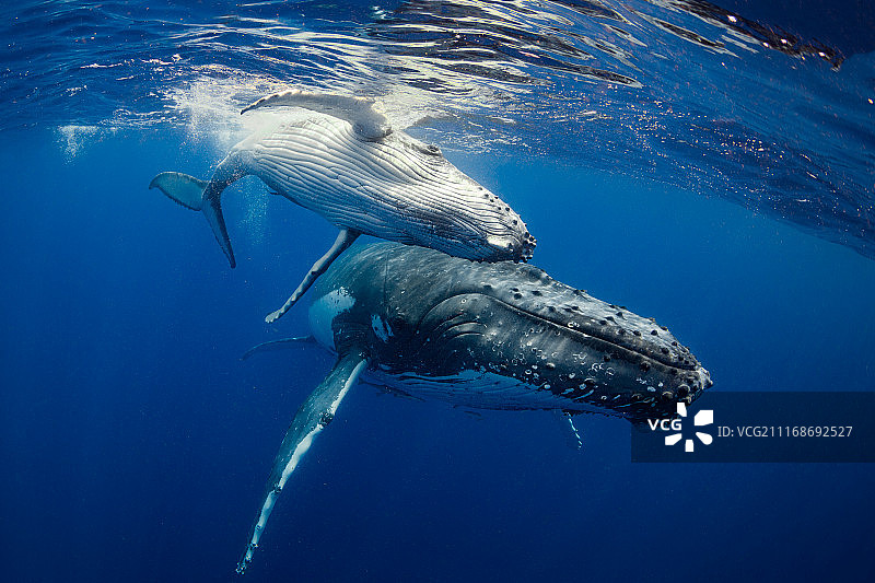 母牛和小牛图片素材