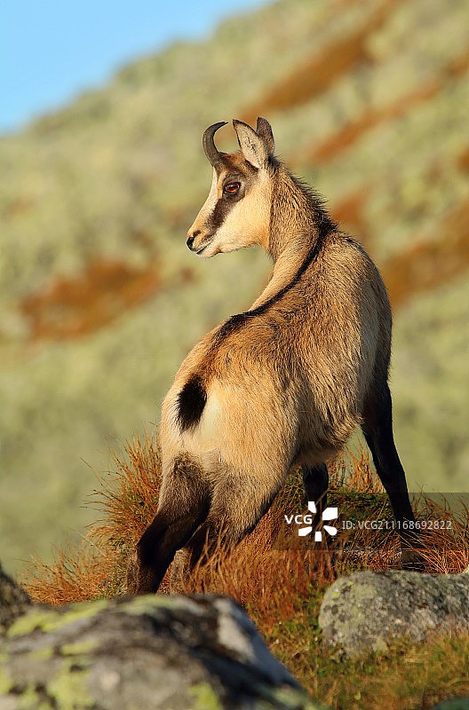 清晨的羚羊图片素材