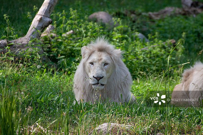 野生动物_野生动物园图片素材
