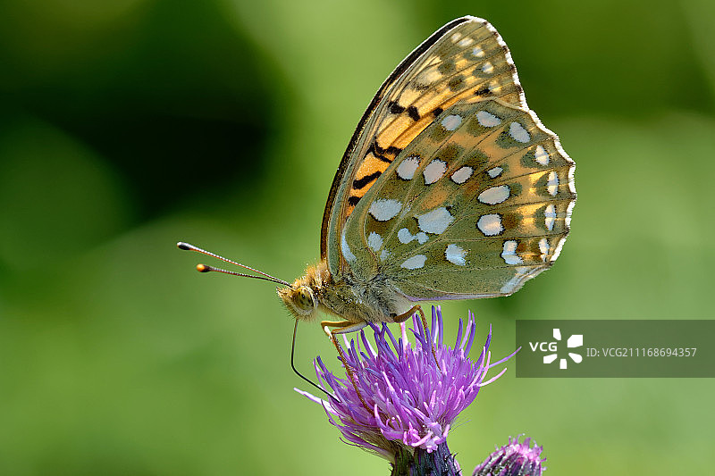 大绿豹纹蝶图片素材