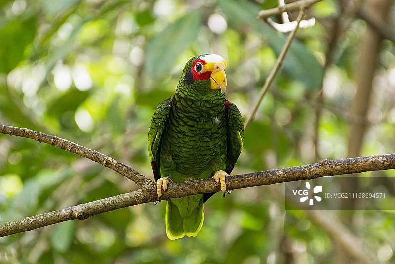 红额鹦鹉图片素材