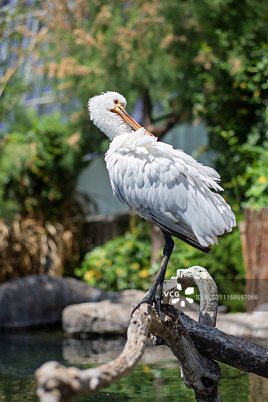 小白鹭图片素材