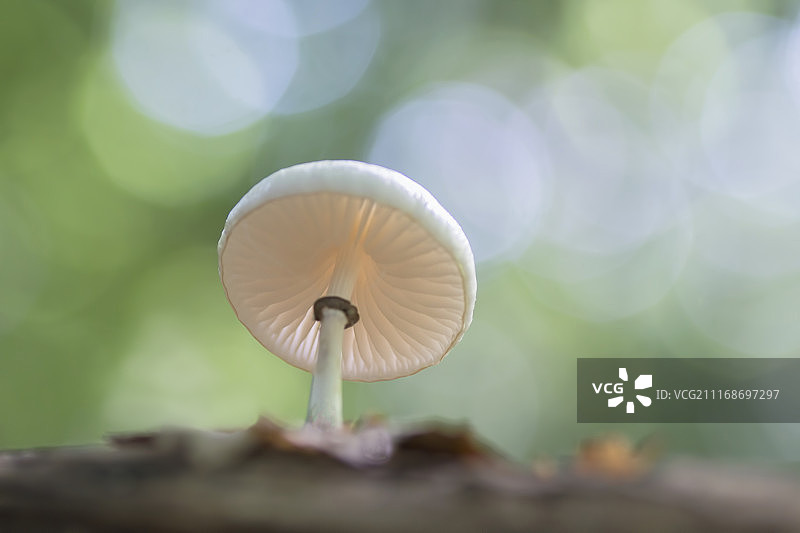 新鲜的图片素材