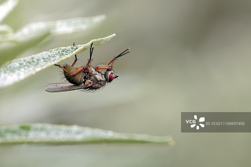 家蝇图片素材
