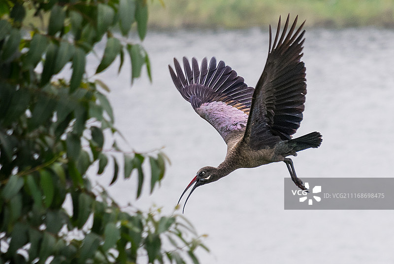 朱鹭飞翔图片素材