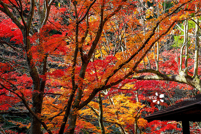 树上秋色叶子的景色图片素材