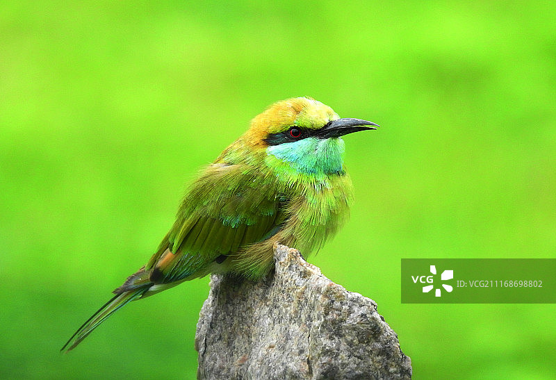 绿蜂虎图片素材