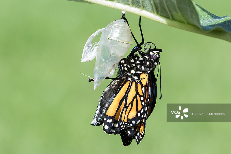 帝王蝶破茧而出图片素材