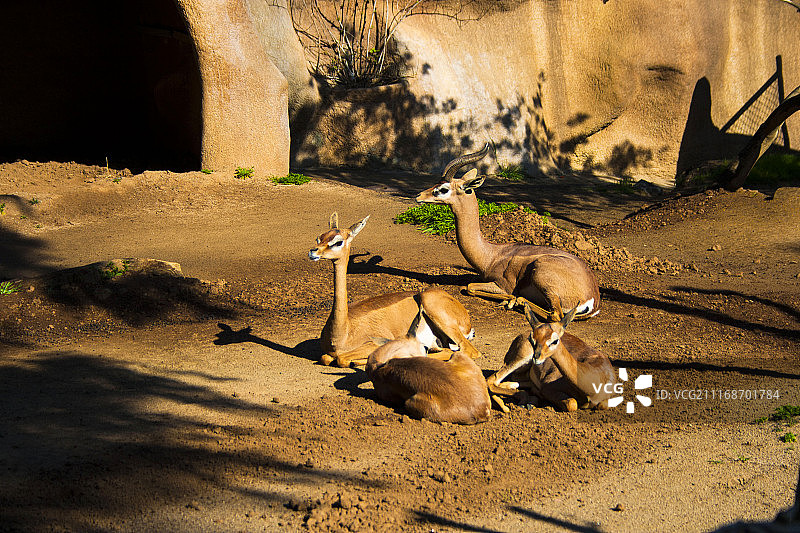 动物形象图片素材
