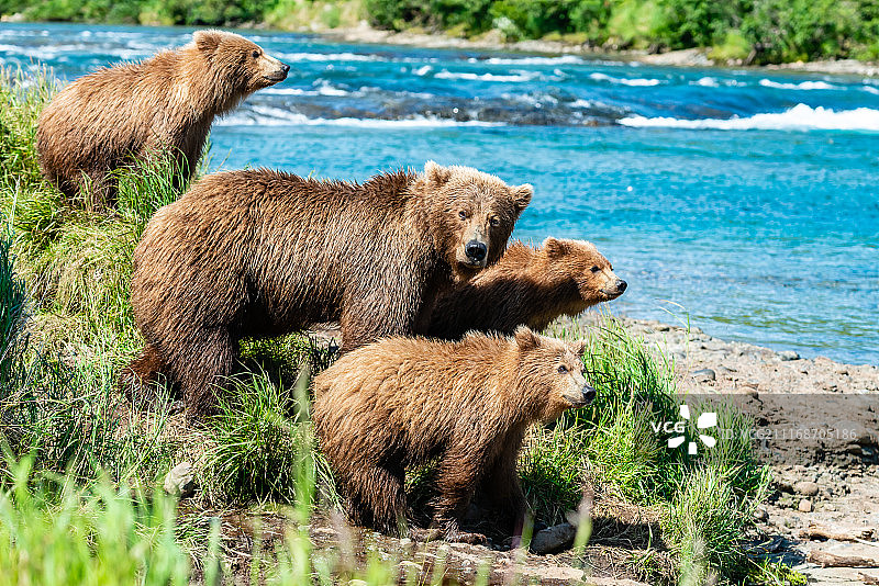 熊的家庭图片素材
