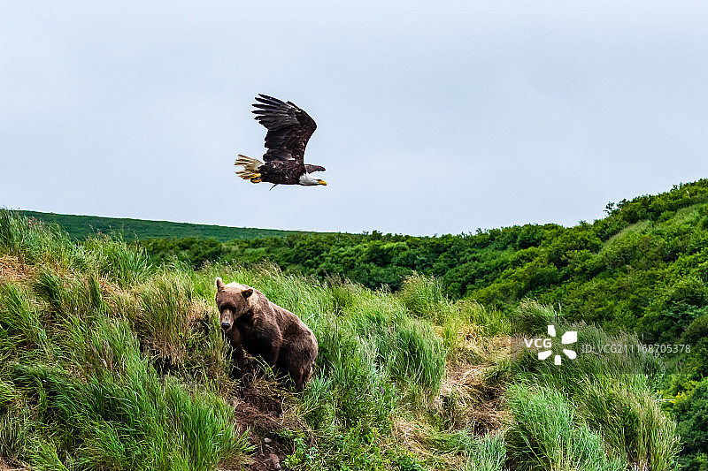 熊和鹰图片素材